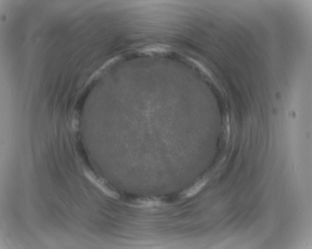 X0000081490284200701262101