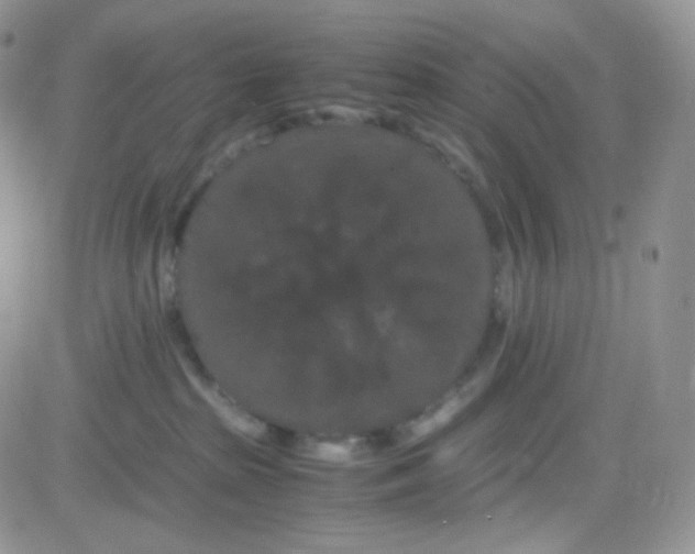 X0000081490285200701262101