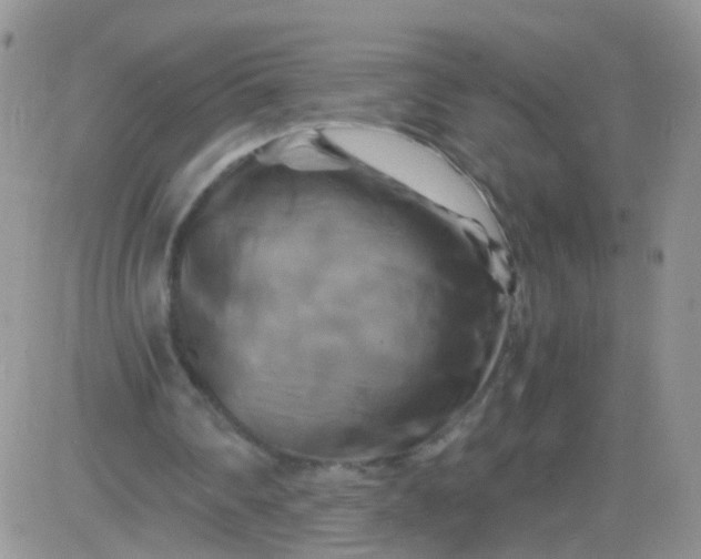 X0000081490290200701262101