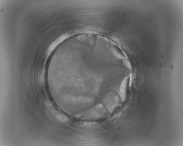 X0000081490292200701262100