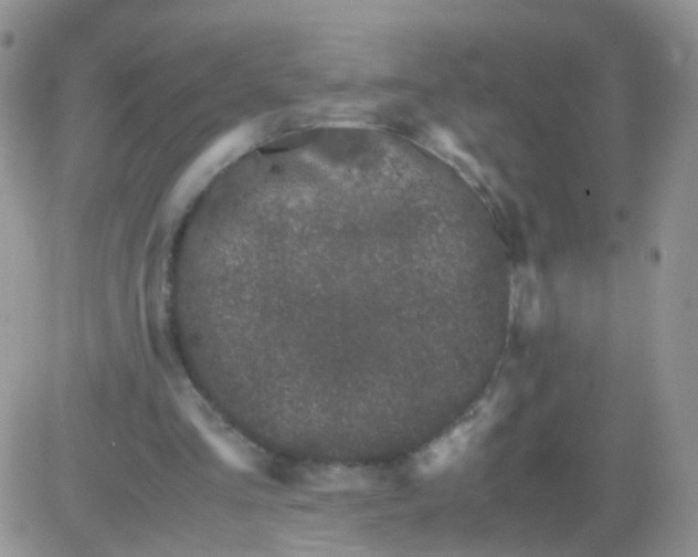 X0000081490293200701262100