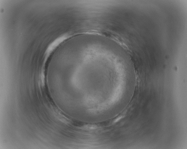 X0000081490294200701262100