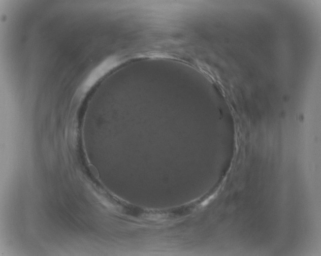 X0000081490295200701262100