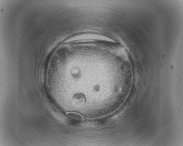 X0000081490299200701262100