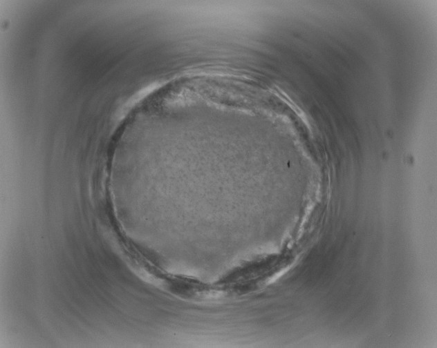 X0000081490301200701262100