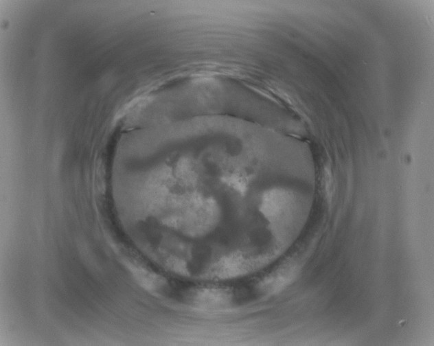 X0000081490303200701262100