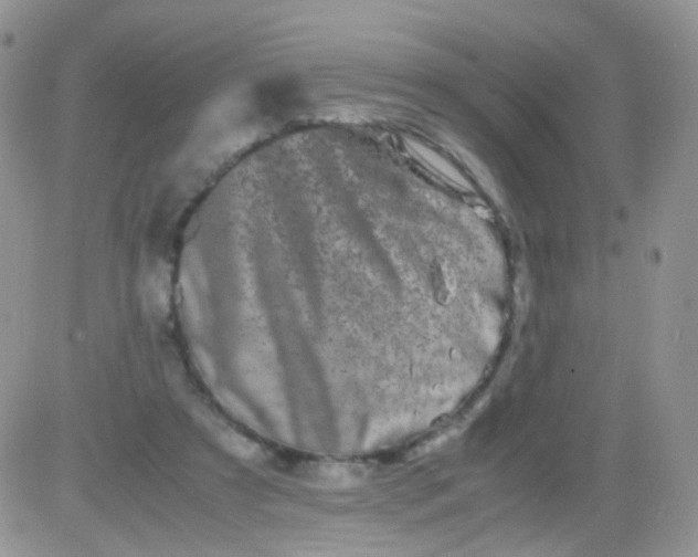 X0000081490305200701262100