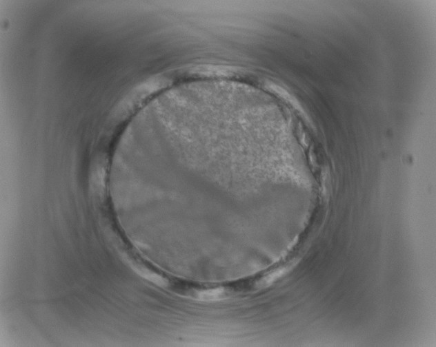 X0000081490309200701262100