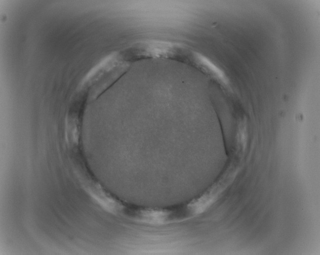 X0000081490313200701262100