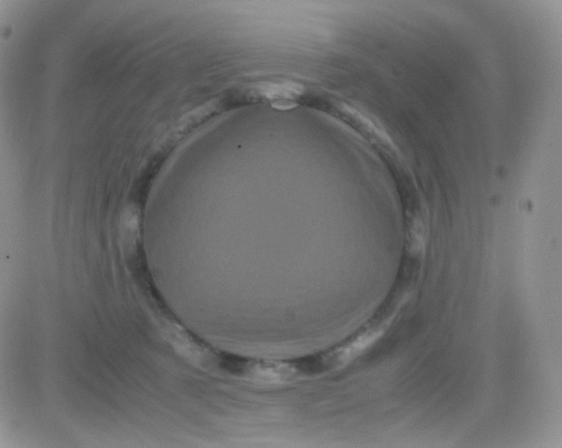 X0000081490321200701262100