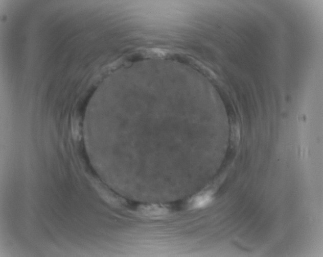 X0000081490331200701262100