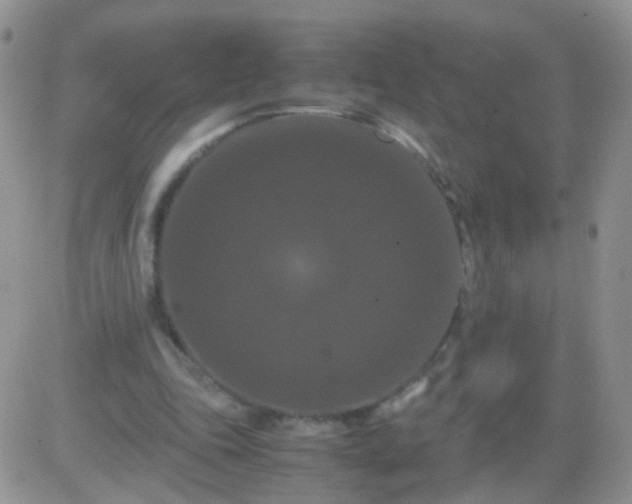 X0000081490343200701262059