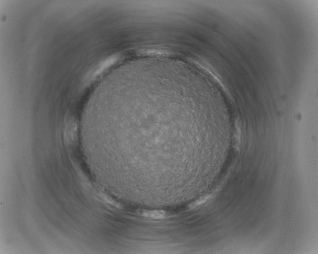 X0000081490355200701262059