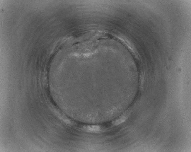 X0000081490361200701262059