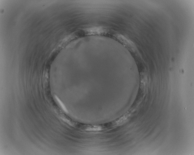 X0000081490369200701262100