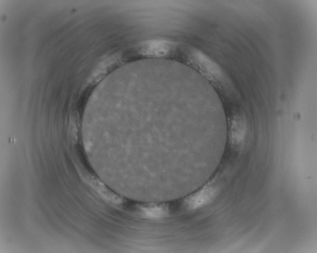 X0000081490370200701262100