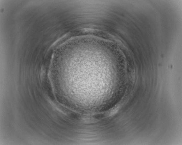 X0000081490372200701262100