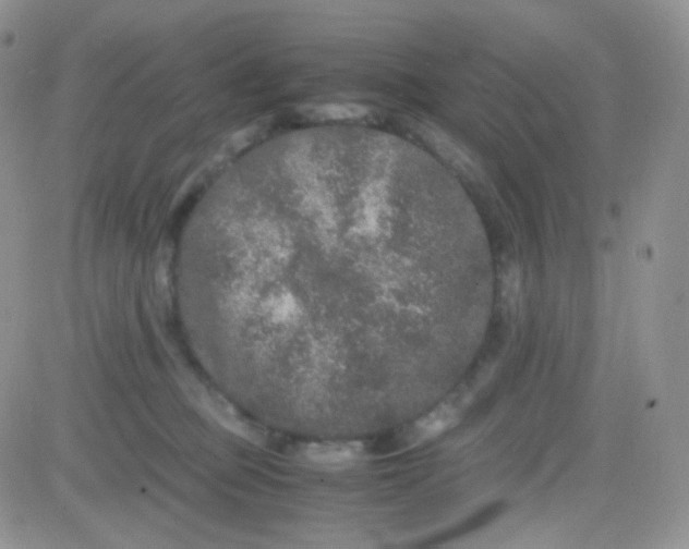 X0000081490373200701262100