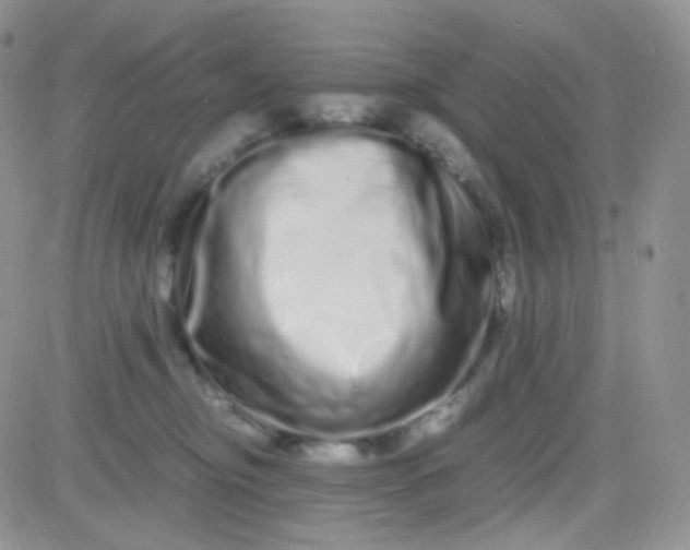 X0000081490374200701262100