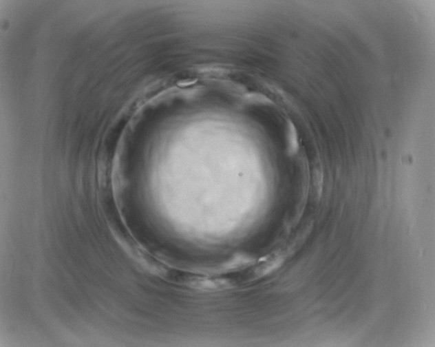 X0000081490379200701262100