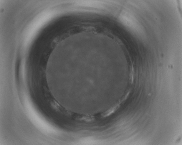 X0000081490383200701262100