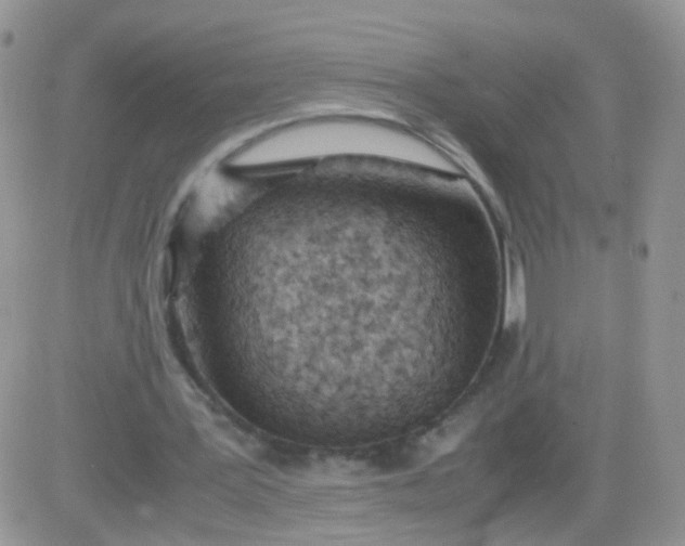 X0000081490387200701262059