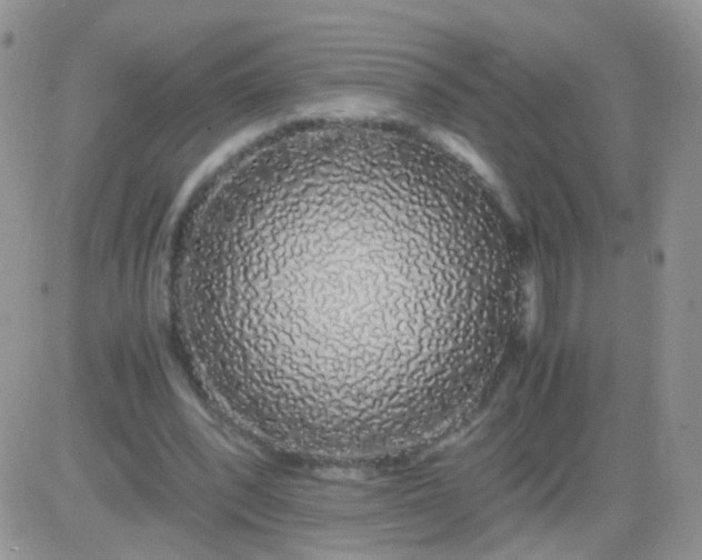 X0000081490392200701262059