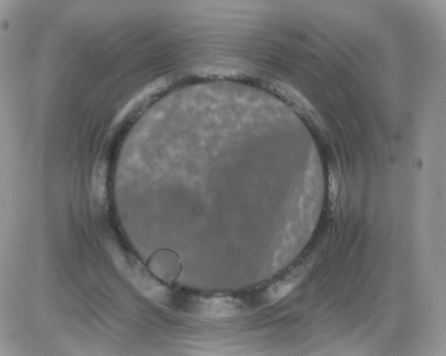 X0000081490396200701262059