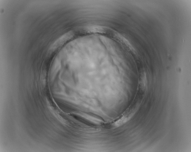 X0000081490402200701262059