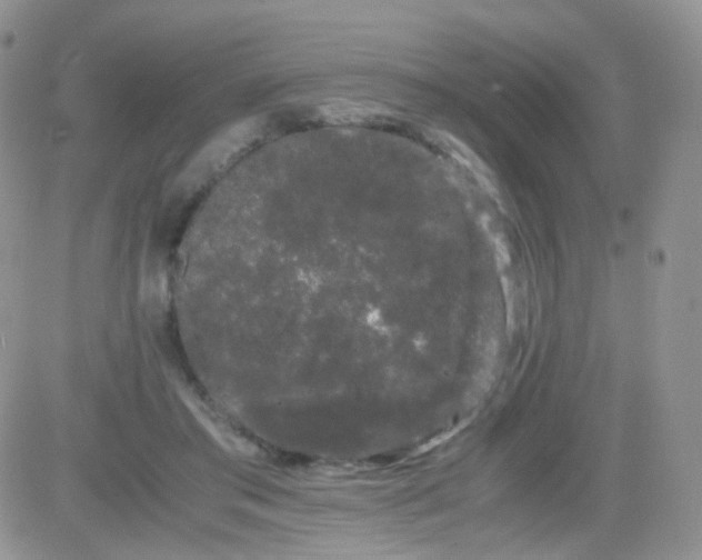 X0000081490405200701262059