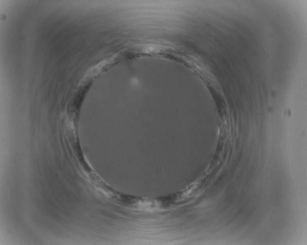 X0000081490415200701262058