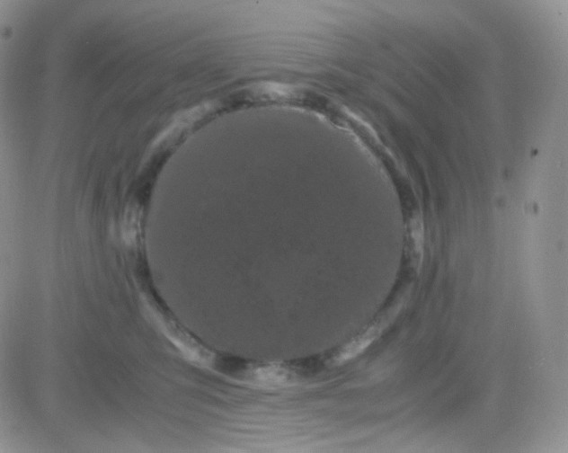 X0000081490423200701262058