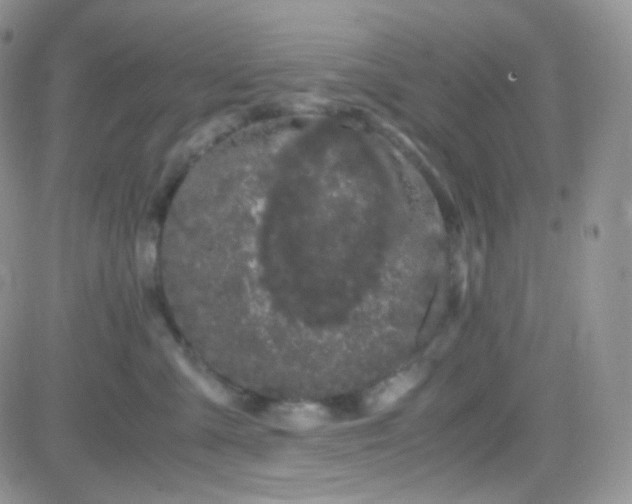 X0000081490427200701262058