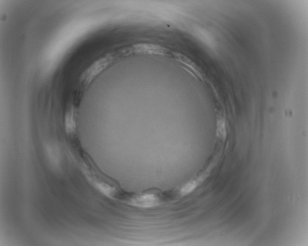 X0000081490431200701262058