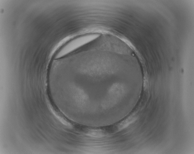 X0000081490438200701262058