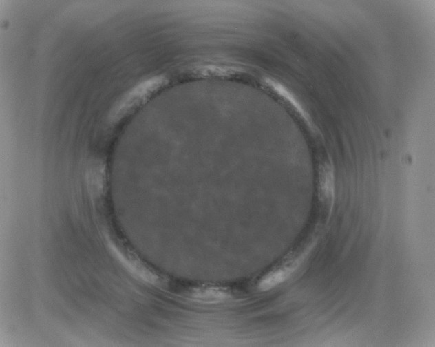 X0000081490451200701262058