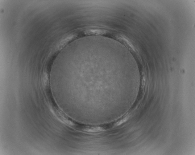 X0000081490459200701262058