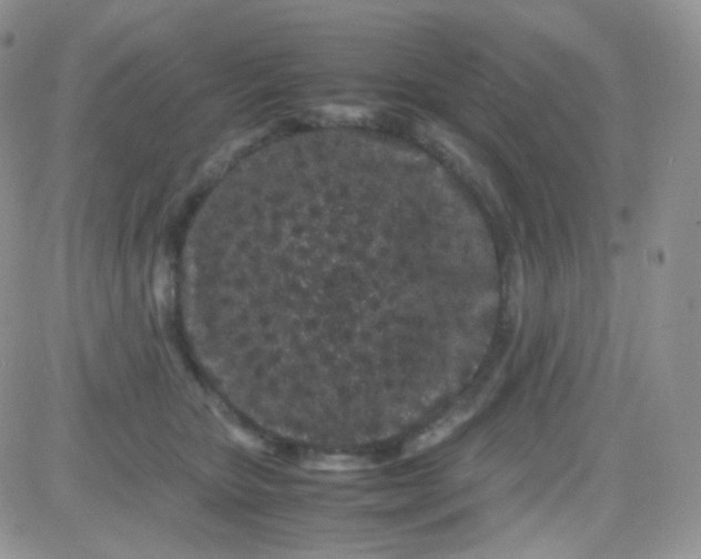 X0000081490467200701262058