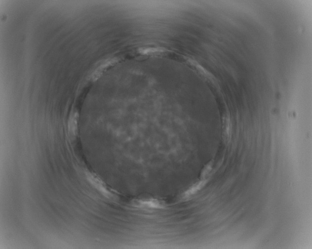 X0000081490475200701262058