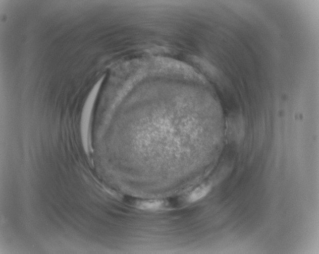 X0000081490479200701262058