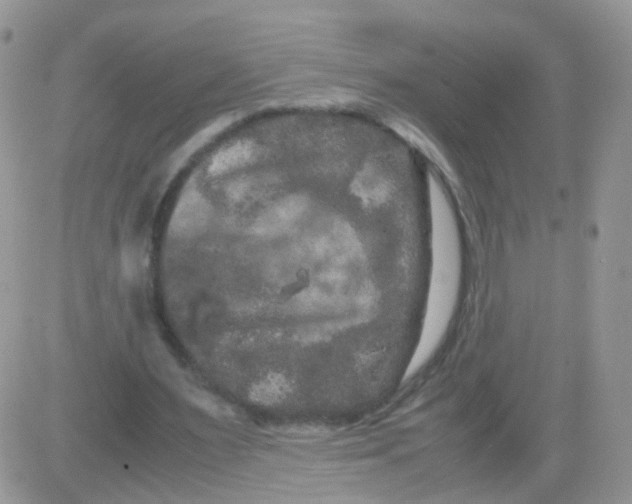 X0000081490483200701262057