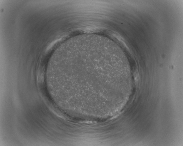 X0000081490499200701262057