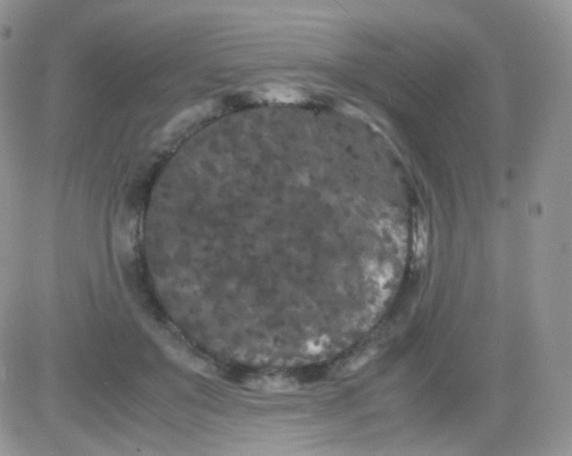 X0000081490503200701262057