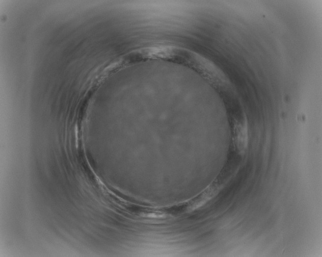 X0000081490506200701262057