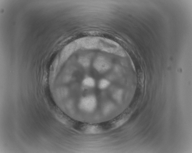 X0000081490507200701262057