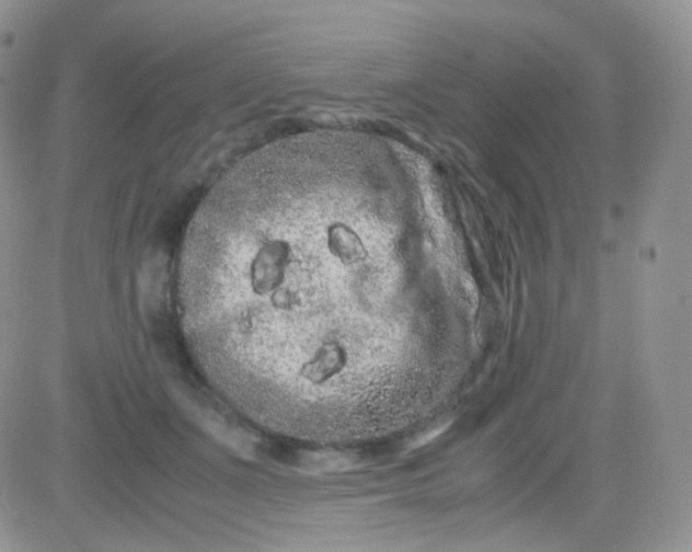 X0000081490511200701262057