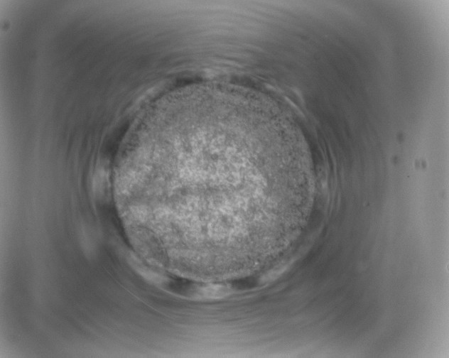 X0000081490527200701262057