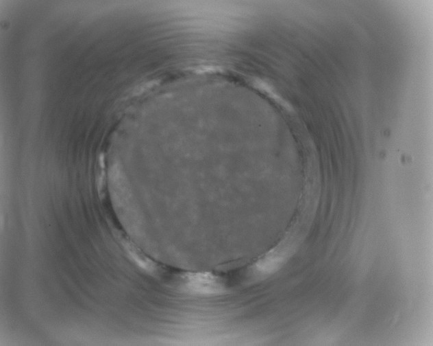 X0000081490528200701262057