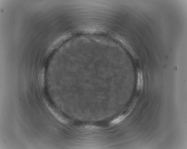 X0000081490590200701262056