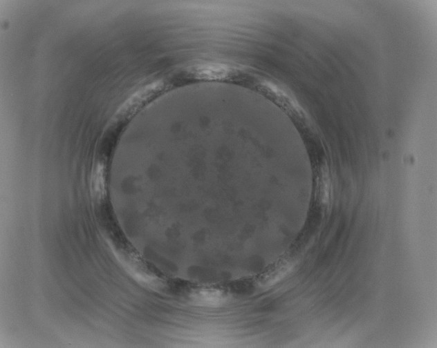 X0000081490598200701262056